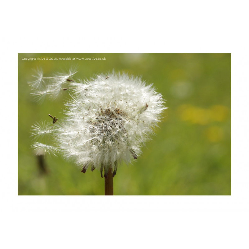 Don't Lose Your Head