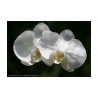 White Phalaenopsis Orchids