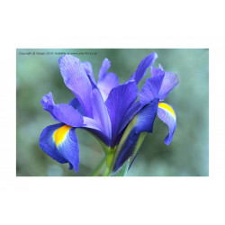 Blue Iris