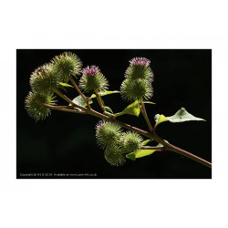 Lesser Burdock