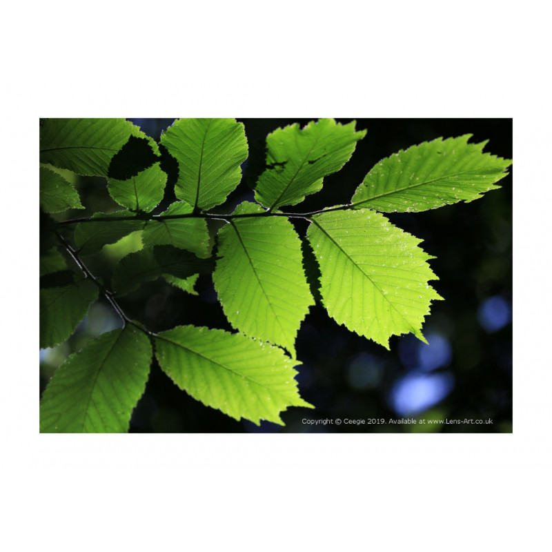 Beech Tree Contre Jour