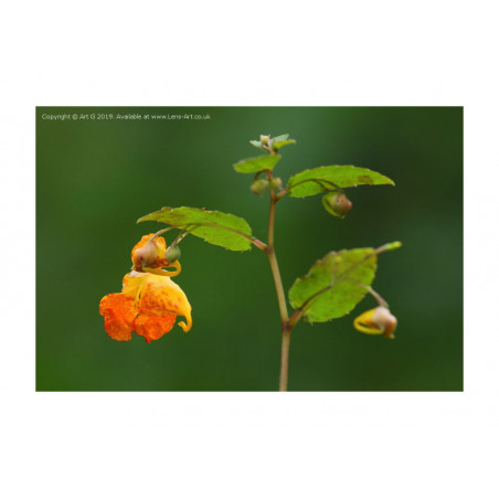 Orange Balsam