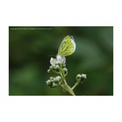 Green Veined White