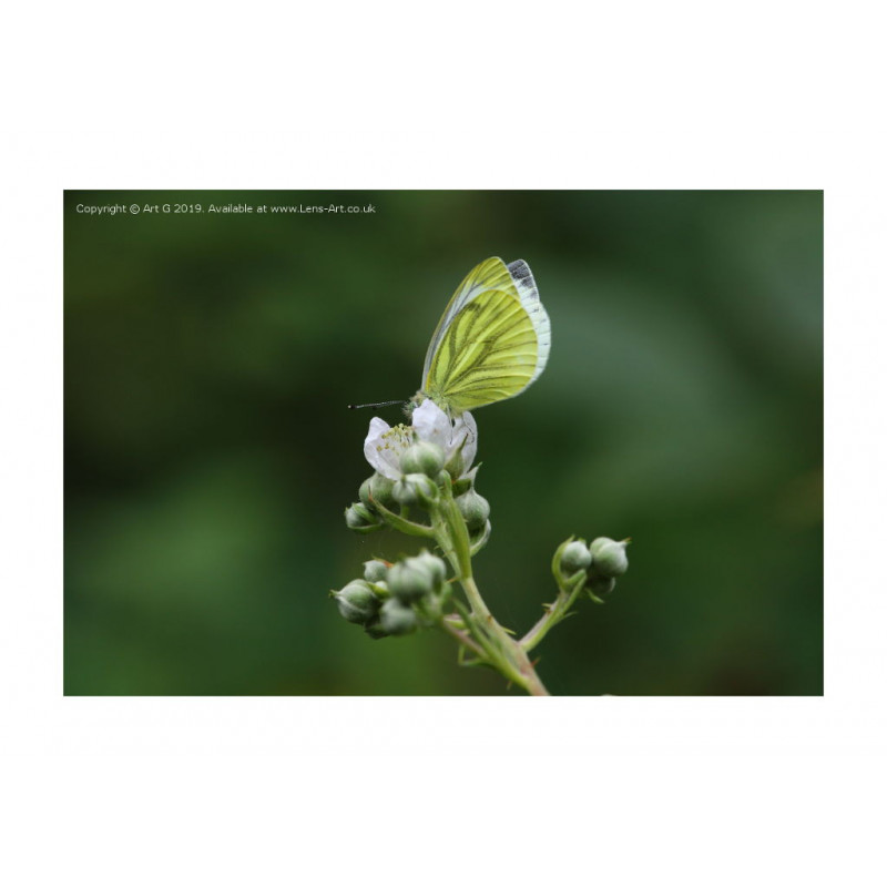 Green Veined White