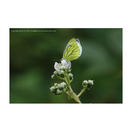 Green Veined White