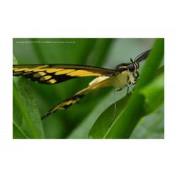 Ornythion Swallowtail