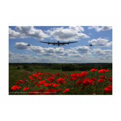 Warbirds and Poppies