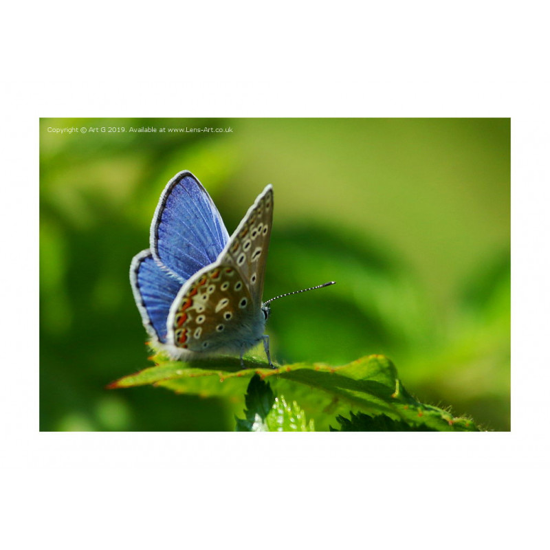 Common Blue