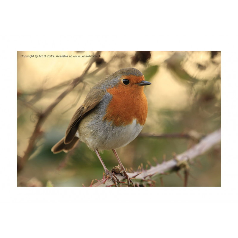 Petersfield Robin
