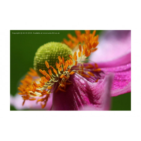 Japanese Anemone Macro