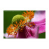 Japanese Anemone Macro