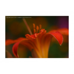 Orange Daylily