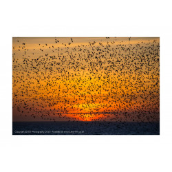 Murmuration