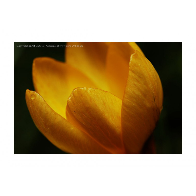Yellow Crocus