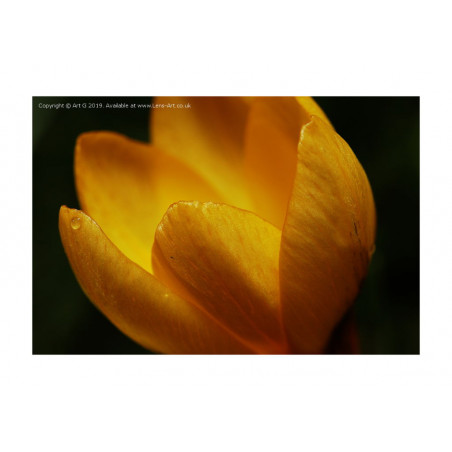 Yellow Crocus