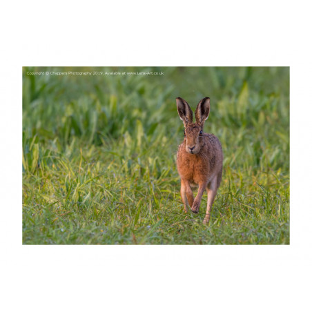 Brown Hare