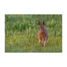Brown Hare