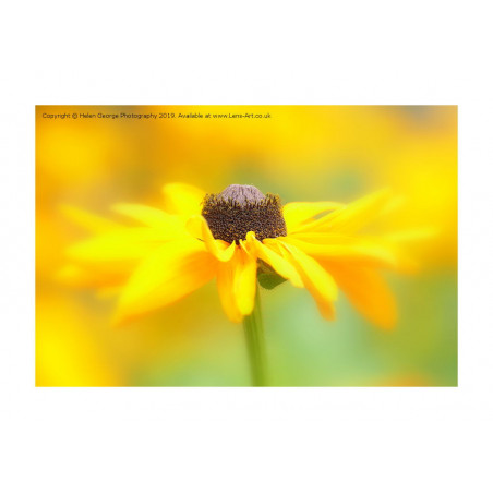 Rudbeckia