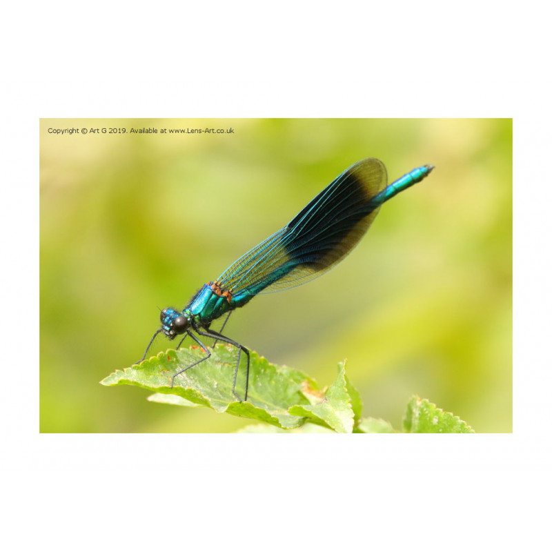 Banded Demoiselle