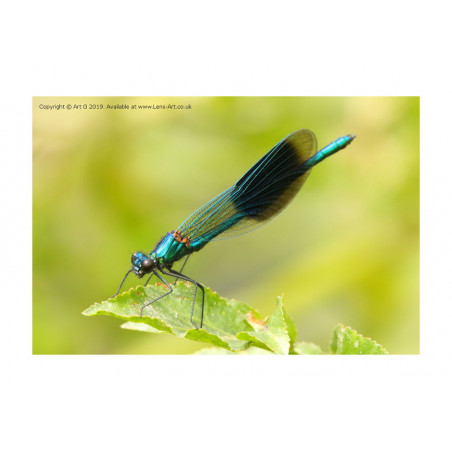 Banded Demoiselle