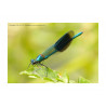 Banded Demoiselle