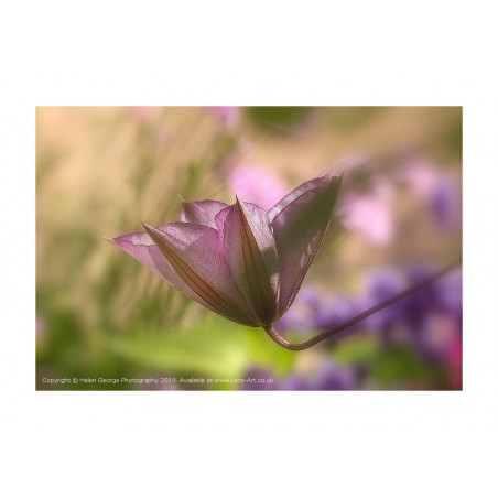 Clematis Fond Memories