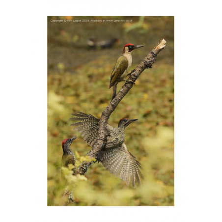 Green Woodpecker