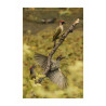 Green Woodpecker