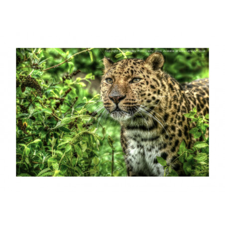 Amur Leopard Artur