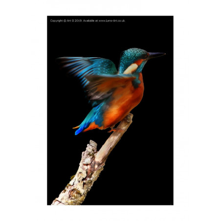 Common Kingfisher