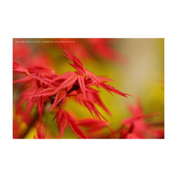 Red Maple