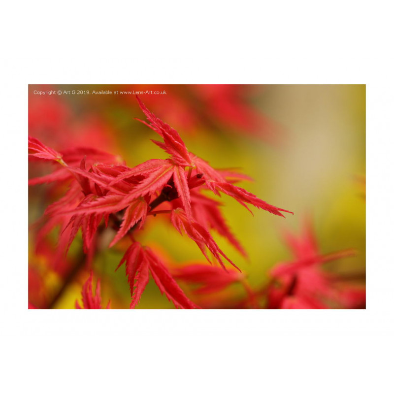 Red Maple