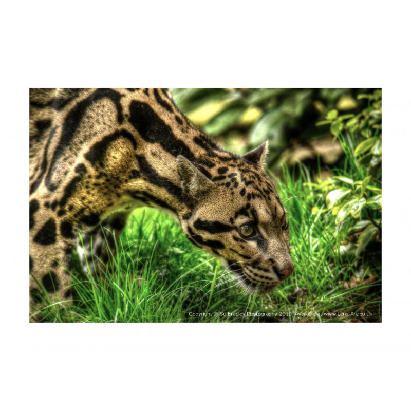 Clouded Leopard Ben