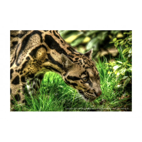 Clouded Leopard Ben
