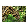 Clouded Leopard Ben