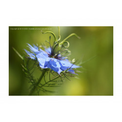 Nigella Damascena