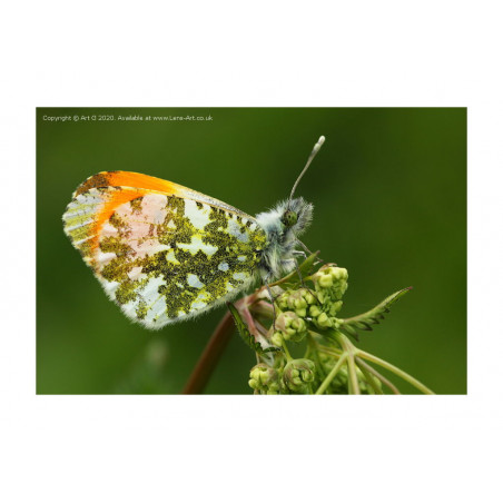 Orange Tip Butterfly
