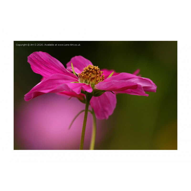 Pink Cosmos