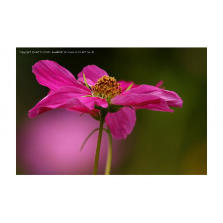Pink Cosmos