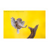 Little Owl