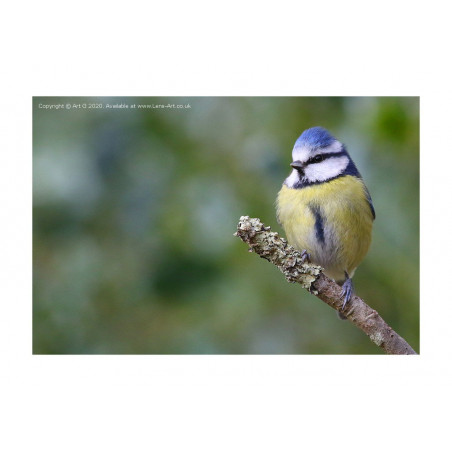 Blue Tit