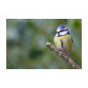Blue Tit