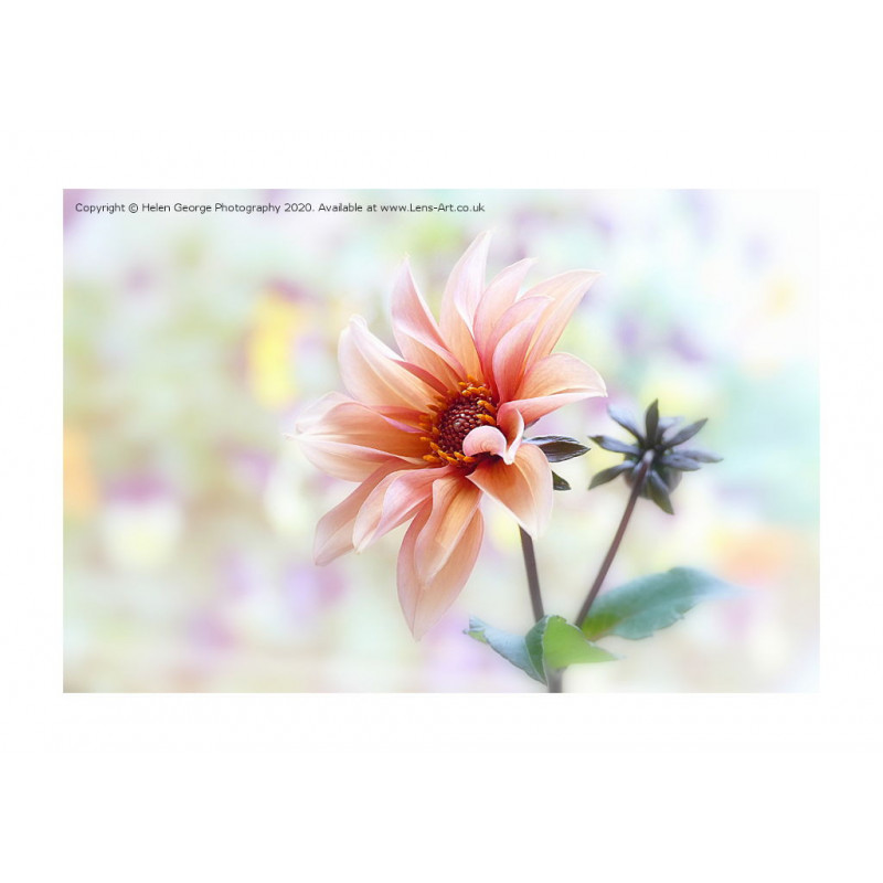 Dahlia 'Waltzing Matilda'