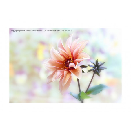 Dahlia 'Waltzing Matilda'