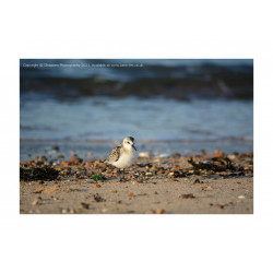 Sanderling