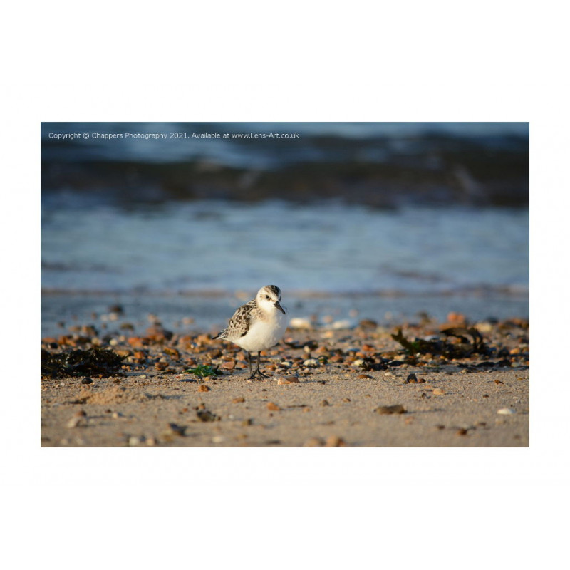 Sanderling