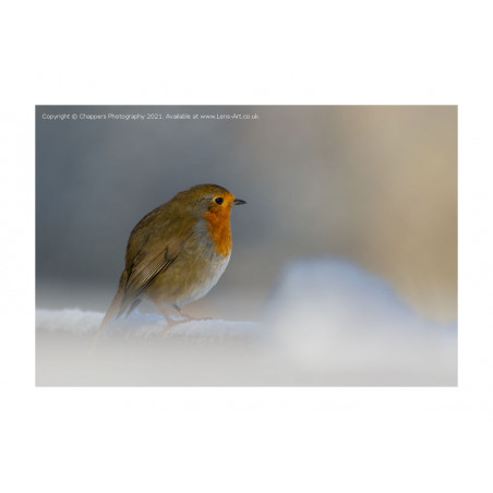 Robin in the Snow