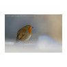 Robin in the Snow