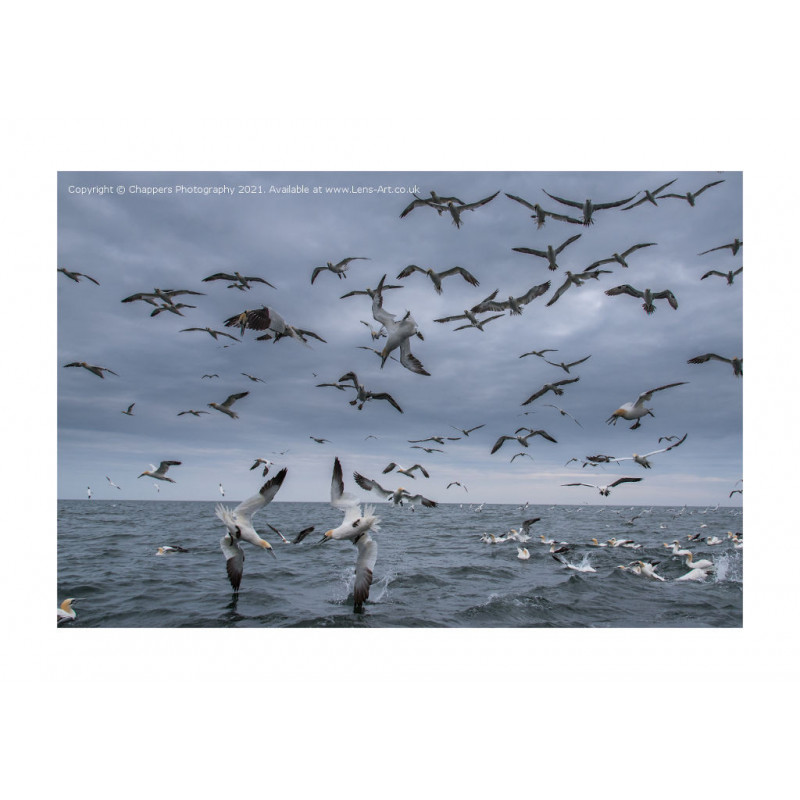 Diving Gannets