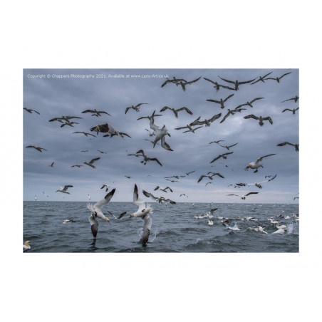 Diving Gannets